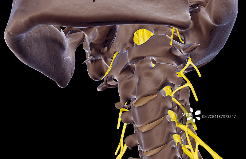 颈部神经图片素材