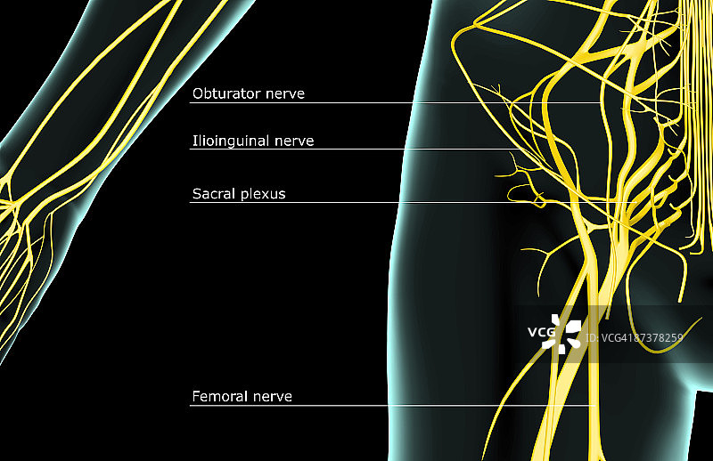 臀部神经图片素材