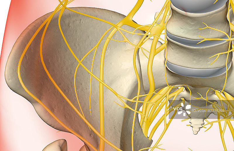 臀部神经图片素材