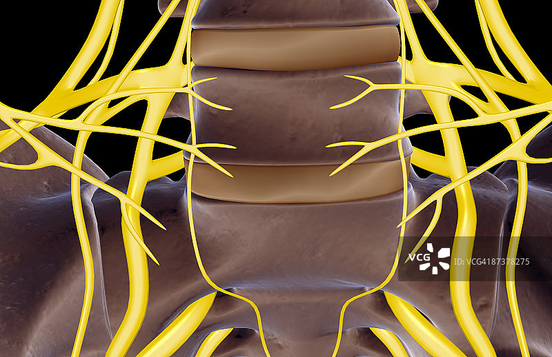 腰神经图片素材