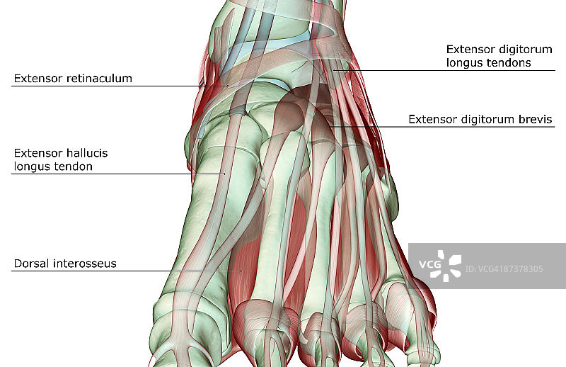 足部肌肉骨骼图片素材
