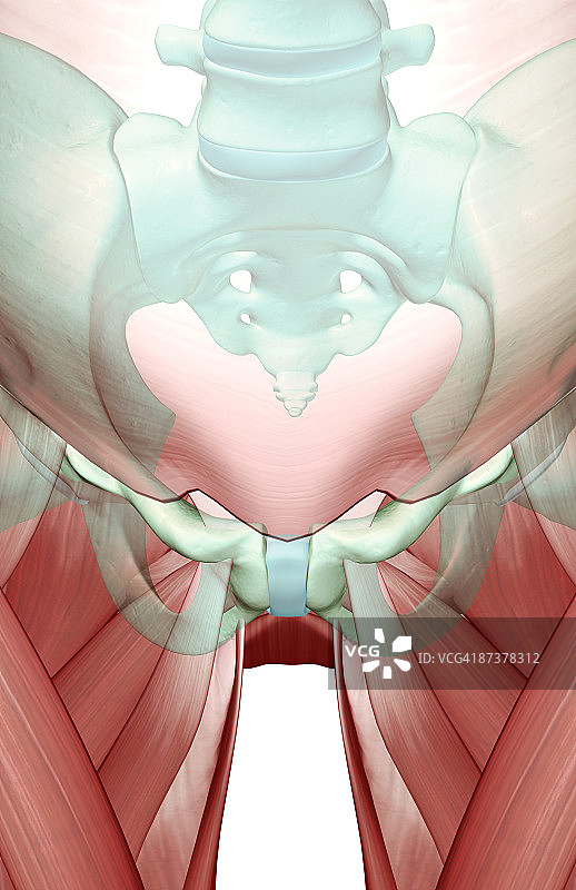 骨盆的肌肉骨骼图片素材