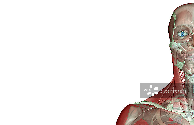 头部和颈部的肌肉骨骼图片素材