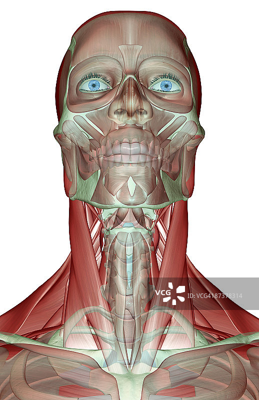 头颈面部肌肉骨骼图片素材