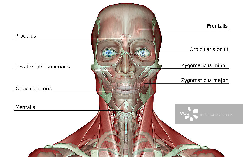 头部和颈部的肌肉骨骼图片素材