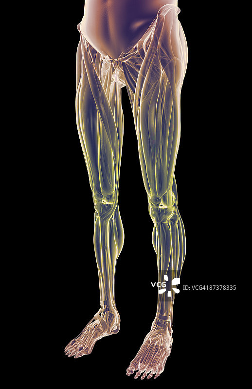 下半身的肌肉图片素材