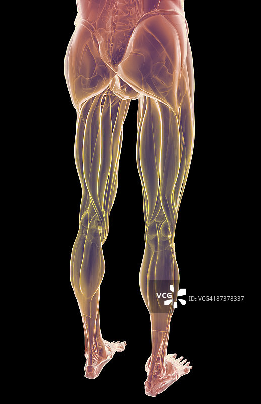 下半身的肌肉图片素材