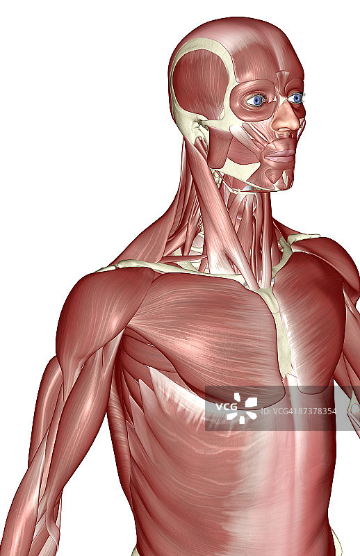 上半身肌肉图片素材