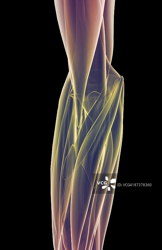 肘部肌肉图片素材