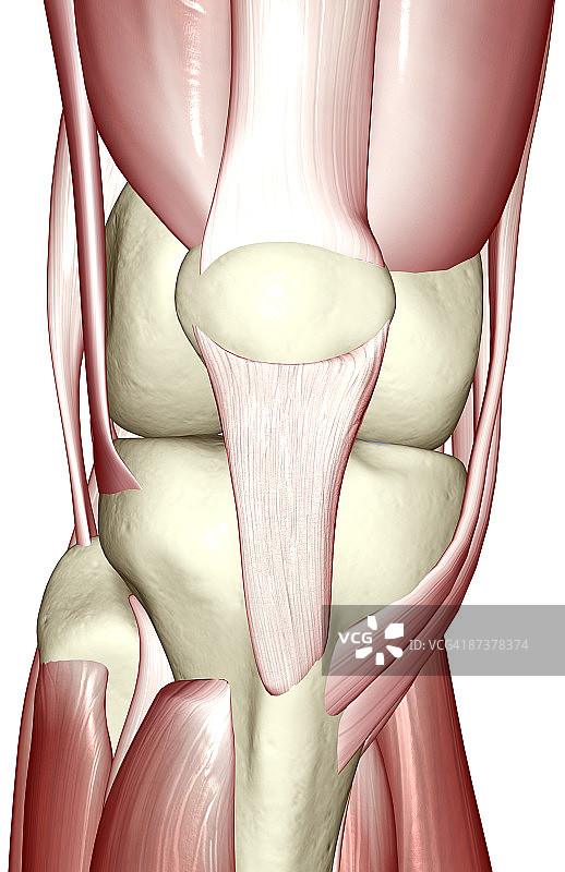 膝盖肌肉图片素材