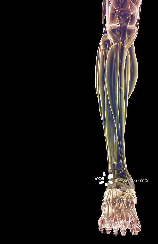 腿部肌肉图片素材