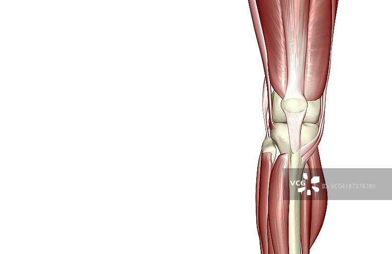 膝盖肌肉图片素材