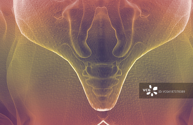 相对于尾骨的肌肉图片素材
