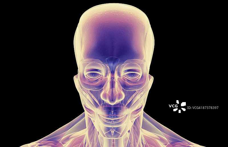 头部和面部肌肉图片素材