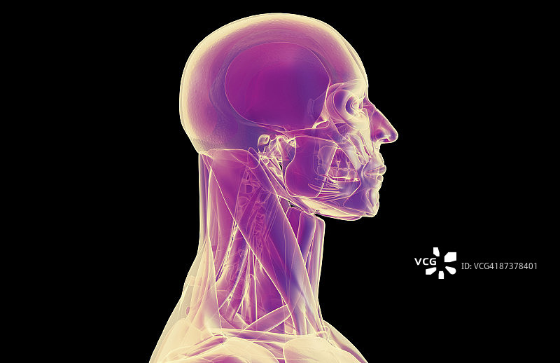 头部和颈部肌肉图片素材