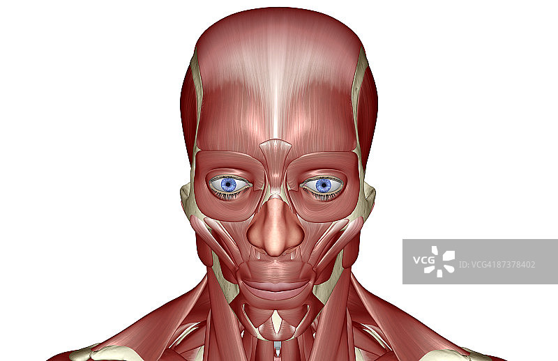 头部和面部肌肉图片素材