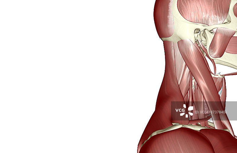 头部和颈部肌肉图片素材