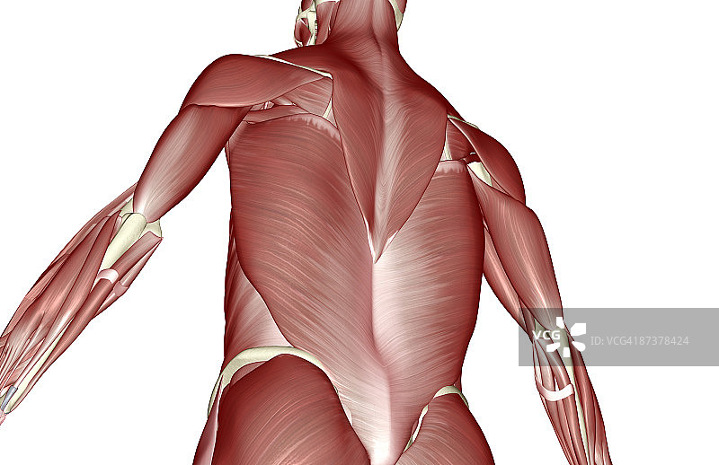 上半身肌肉图片素材