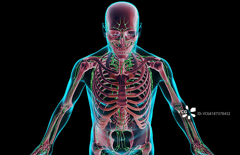 上半身的淋巴供应图片素材