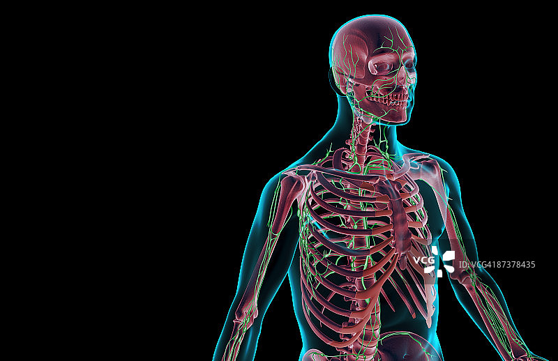 上半身的淋巴供应图片素材