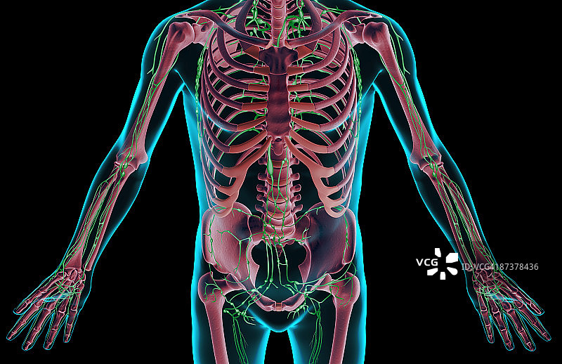 躯干的淋巴供应图片素材