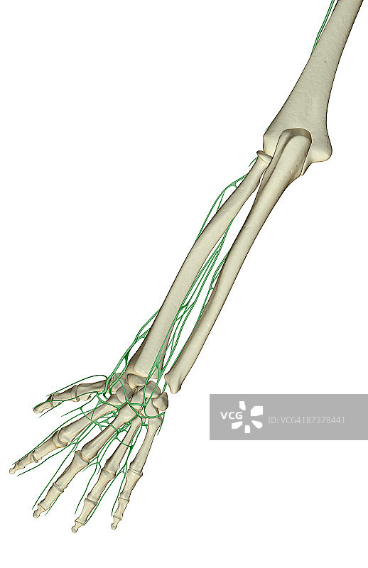 前臂淋巴供应图片素材
