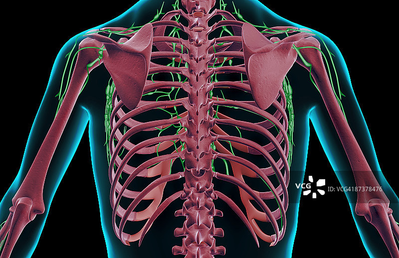 上半身的淋巴供应图片素材