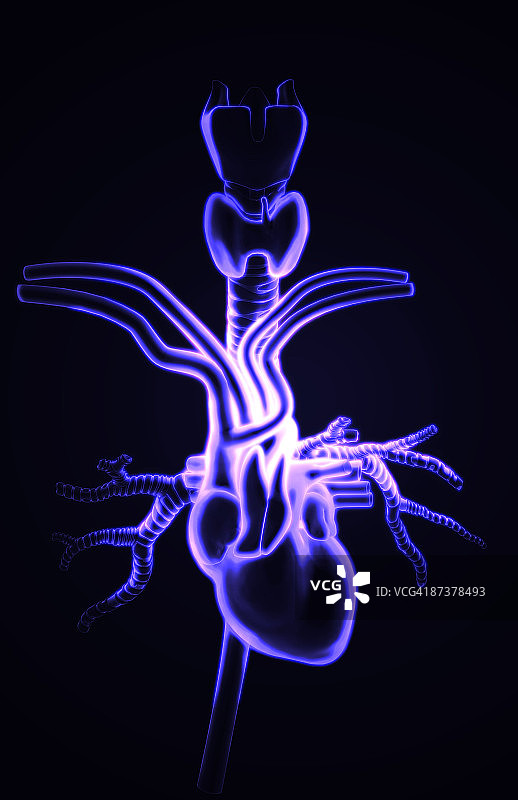 心脏和大血管图片素材