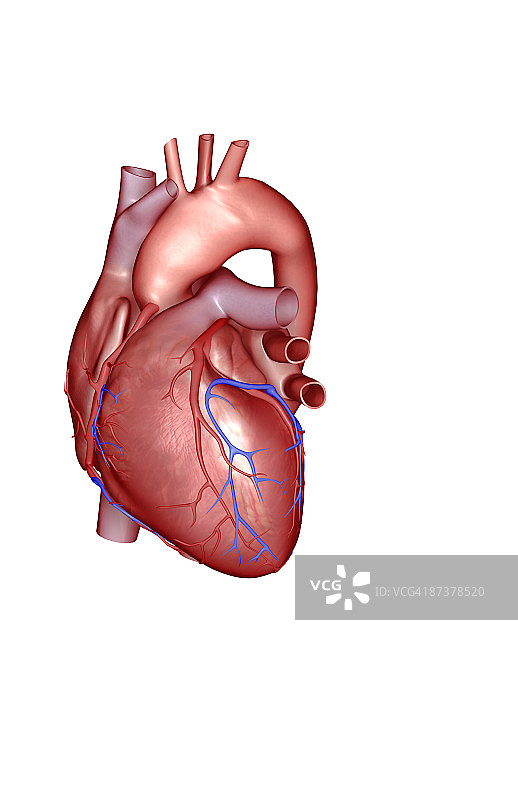 心脏的冠状血管图片素材