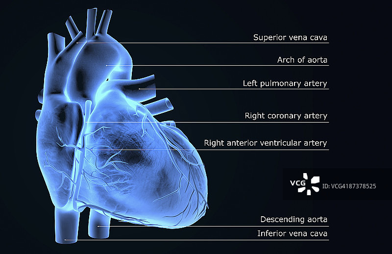 心脏的冠状血管图片素材