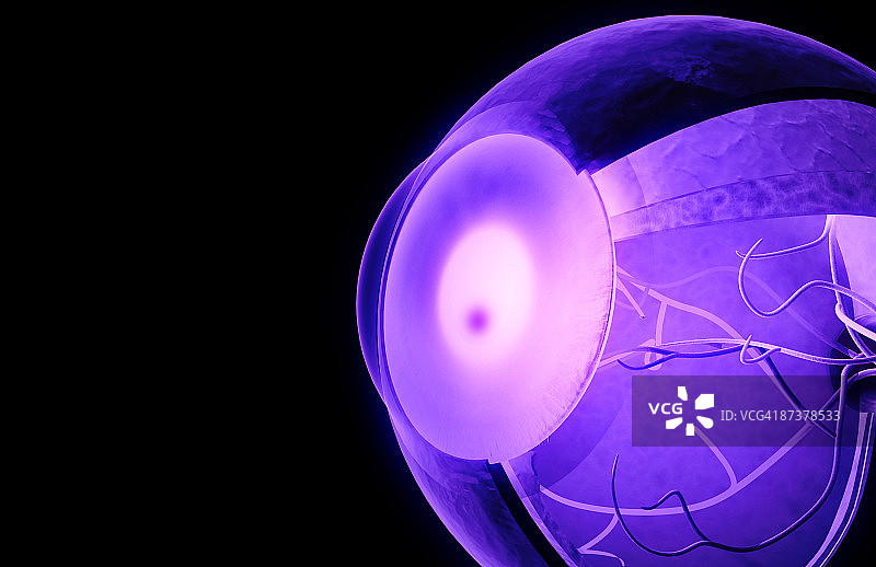 眼睛的结构图片素材