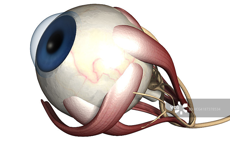 眼睛肌肉图片素材