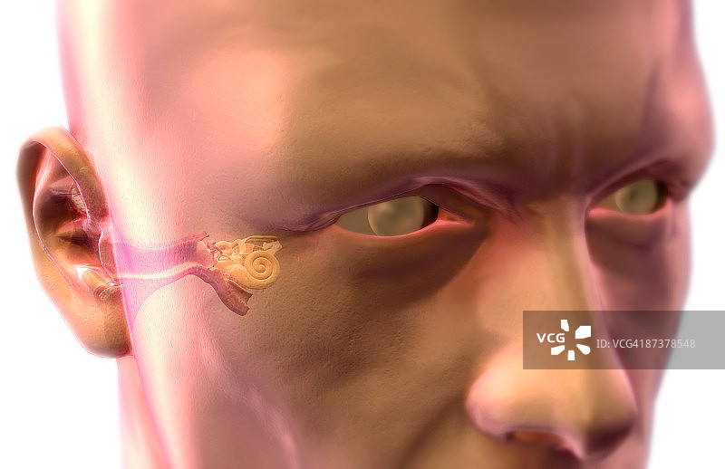 耳朵解剖结构图片素材