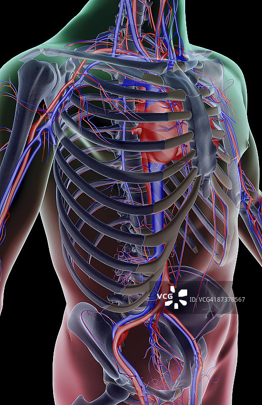 树干的血液供应图片素材