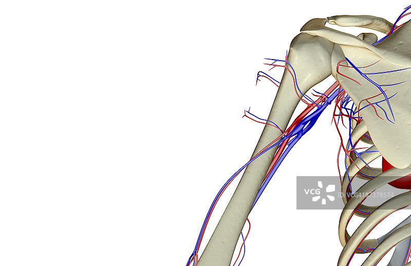 肩部的血液供应图片素材