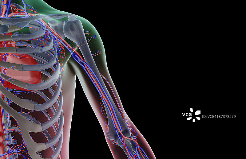 肩部和上臂的血液供应图片素材