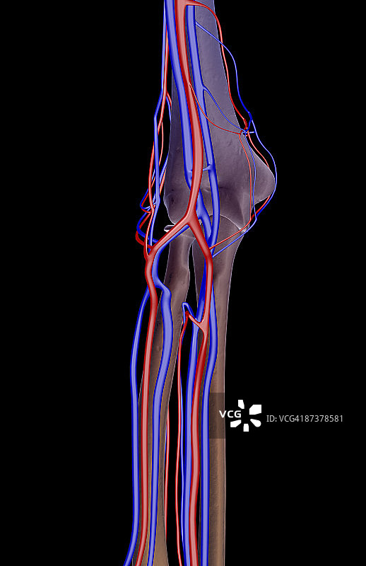 肘部的血液供应图片素材