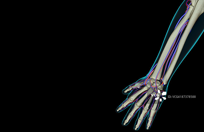 前臂的血液供应图片素材