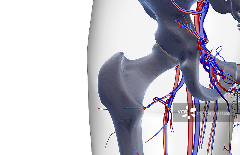 臀部的血液供应图片素材