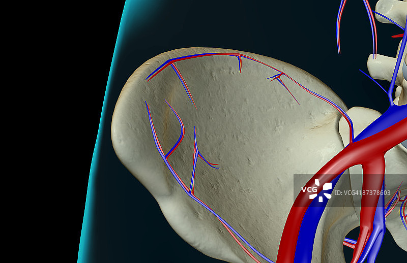 臀部的血液供应图片素材