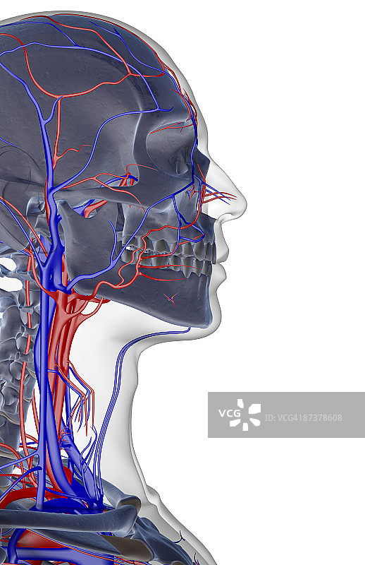 头部和面部的血液供应图片素材