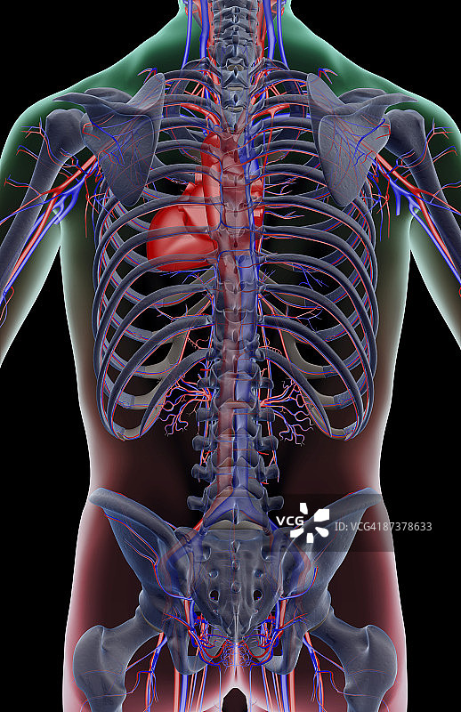 树干的血液供应图片素材