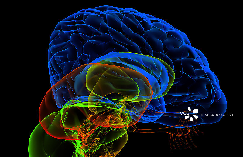 大脑图片素材