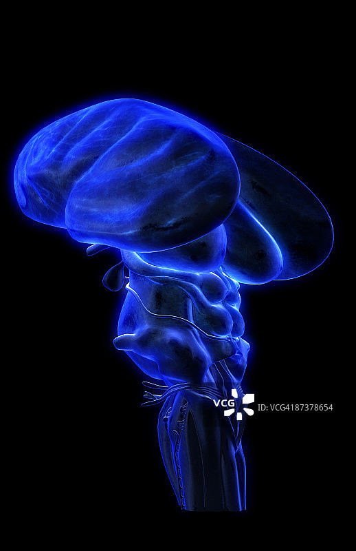 脑干图片素材