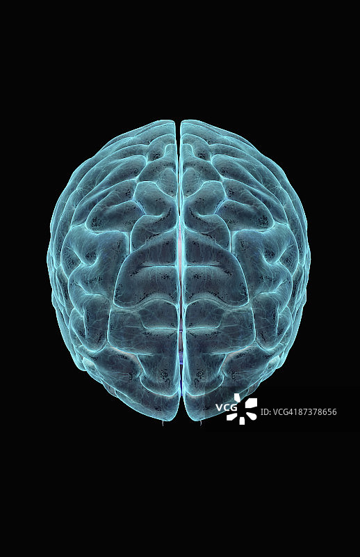 大脑图片素材