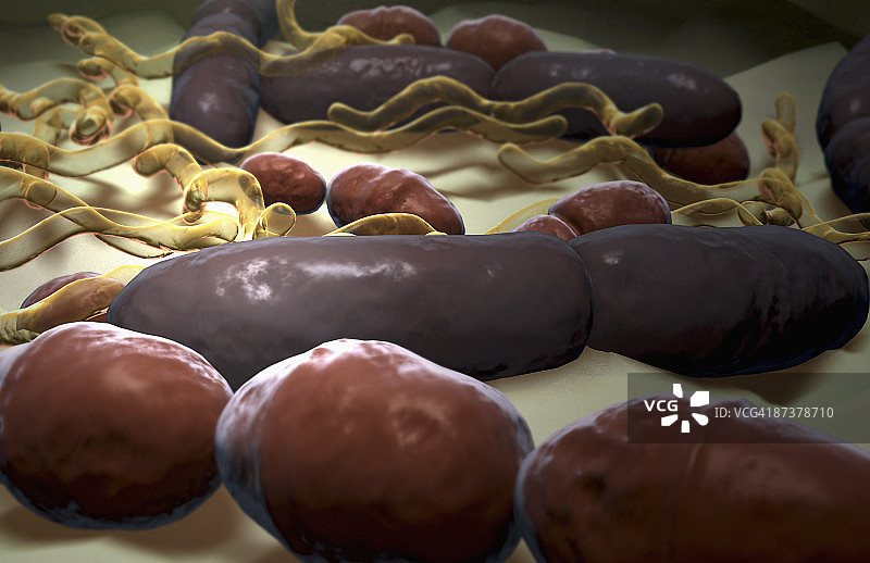 细菌类型图片素材