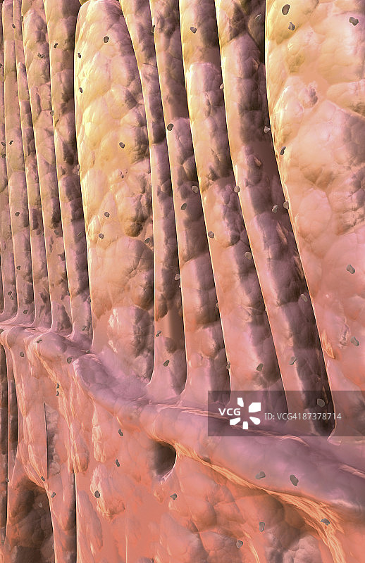 视杆细胞和视锥细胞图片素材