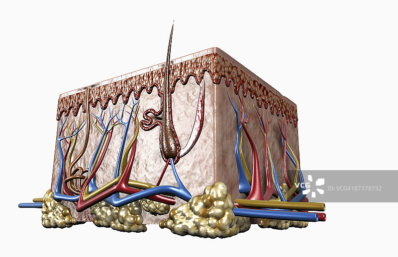 皮肤的层次图片素材