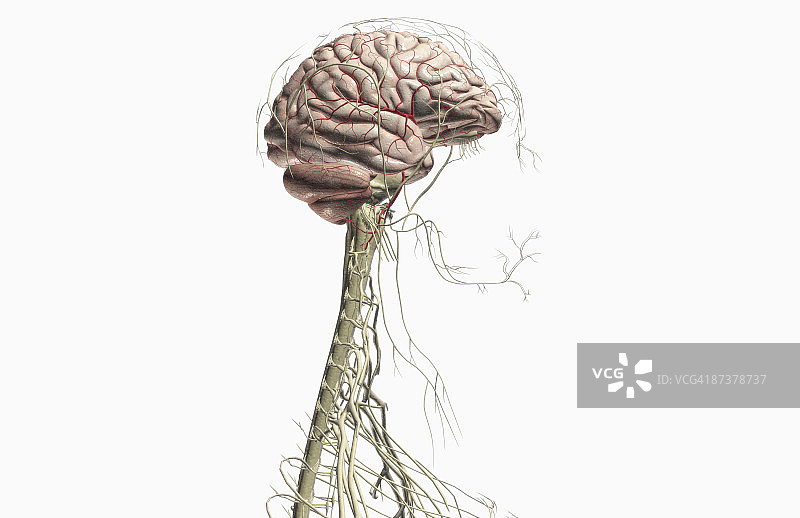 头颈部的脑与神经图片素材
