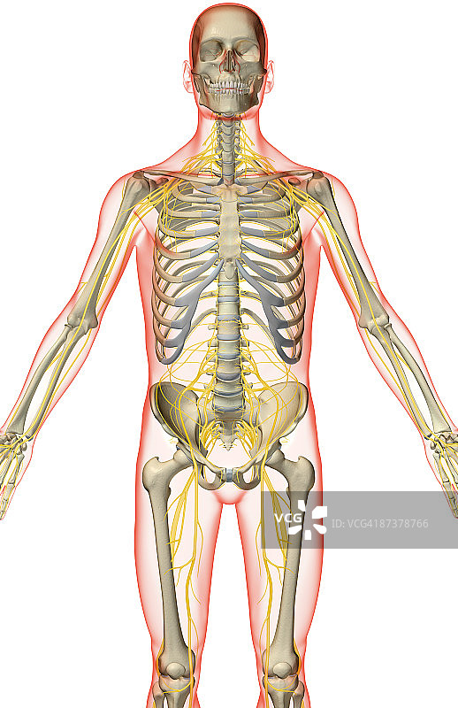 上半身神经分布图片素材